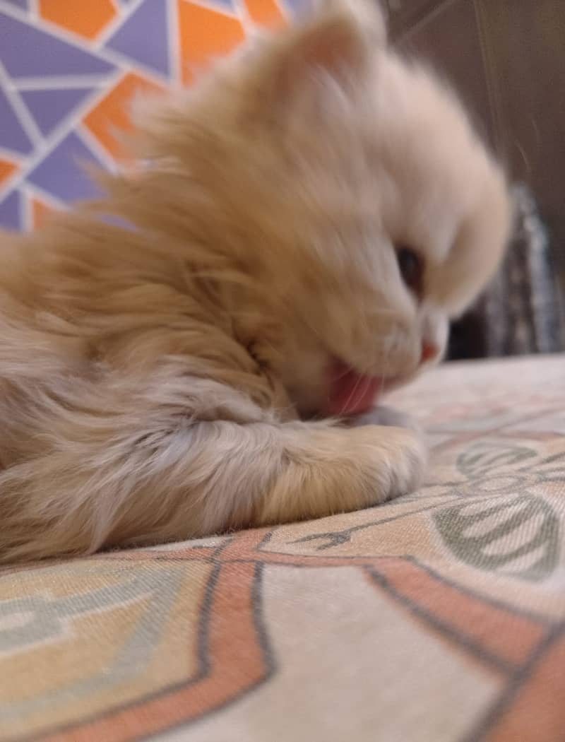 Pure Persian high quality kitten 4