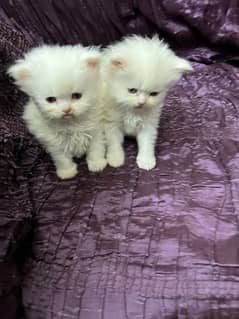 kittens on demand