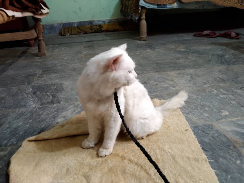 White Persian cat for sale . 3