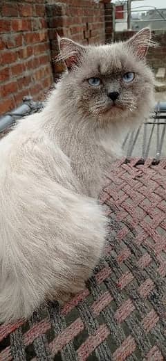 Persian male cat very loving vaccinated and dewormed
