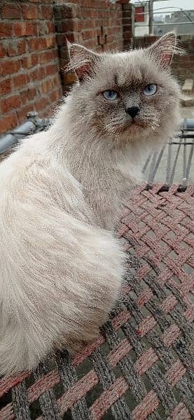 Persian male cat very loving vaccinated and dewormed 0