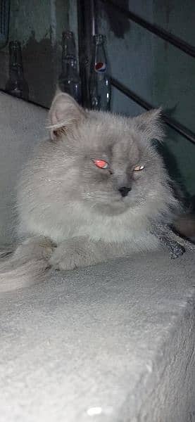 Persian male cat very loving vaccinated and dewormed 2