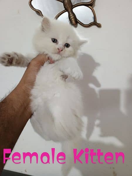 Pure Persian Semi Punch Face Male ND Female Available 1