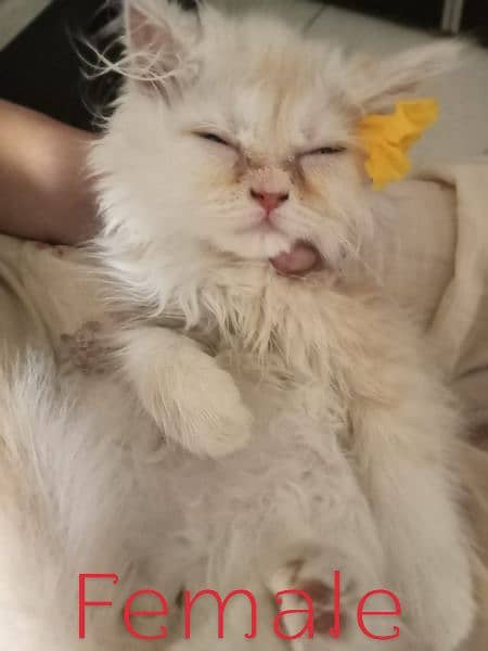 Pure Persian Semi Punch Face Male ND Female Available 2