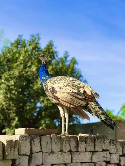 Peacock black shoulder