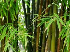 Bamboo  plants