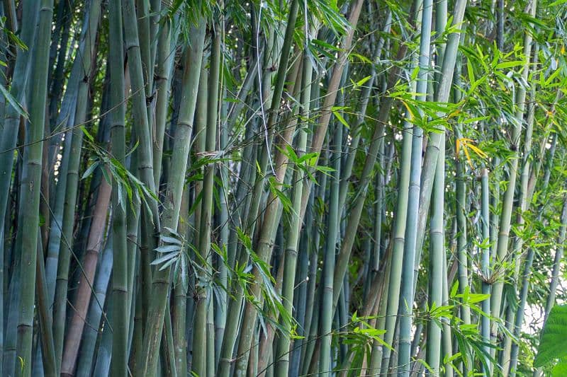 Bamboo  plants 3