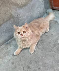 8 Month Persian Cat
