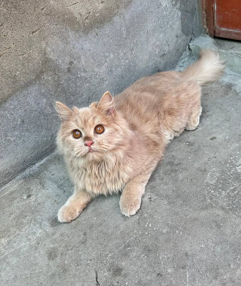 8 Month Persian Cat 0