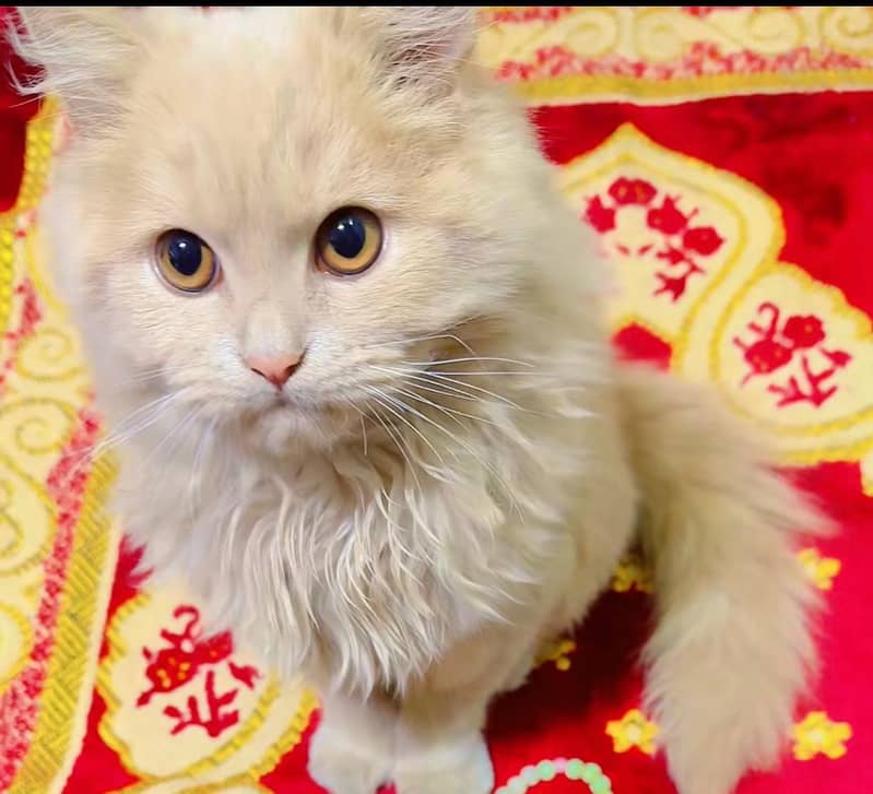 8 Month Persian Cat 2