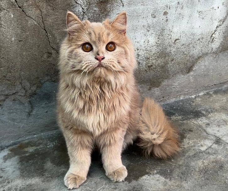 8 Month Persian Cat 3