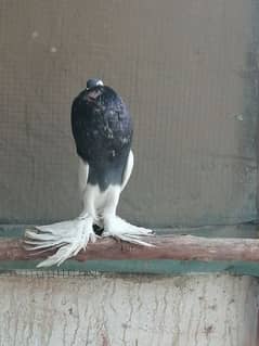 Blue Magpie Pouter Male / Gubara male