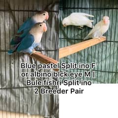 Blue pastel Split ino F or albino blck eye M | Bule fishri Split ino