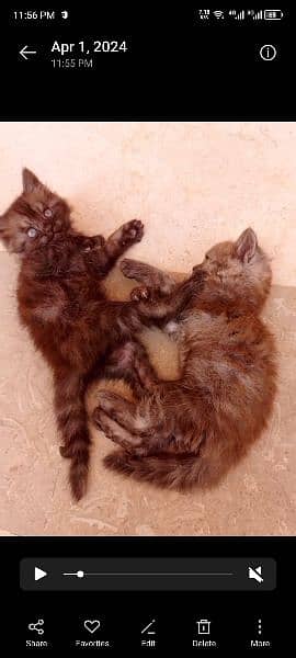 Persian kitten pair 1