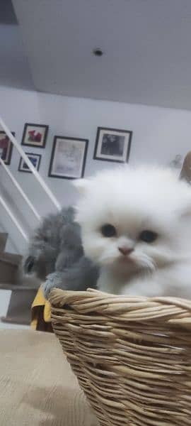 2 semi punch persian kittens 4