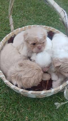 Cute Shih Tzu looking for a new home