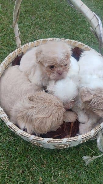 Cute Shih Tzu looking for a new home 0