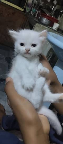Cate baby for sale