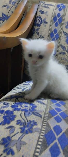 Cate baby for sale 8