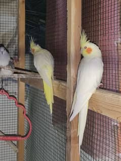 cocketiel breeder pair and chicks