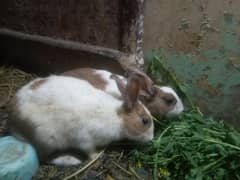 5 rabit bunys 1 black male and 2 bareder female for sale only (5000)