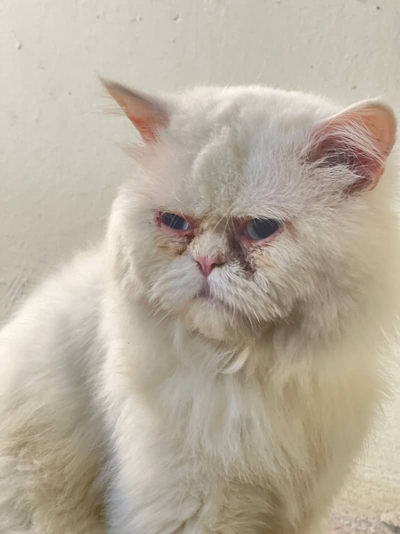 Extreme Punch Face Male For Stud Only - Cats - 1086032606