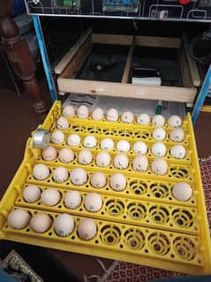 Quality Aseel Eggs