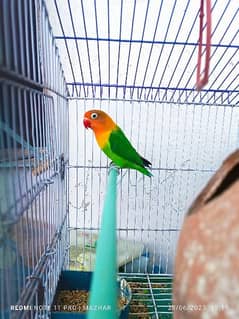 2 parrot with Iron Cage