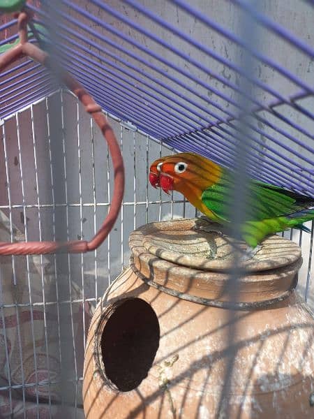 2 parrot with Iron Cage 1