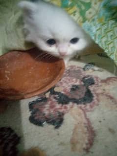 pure persian kitten 0