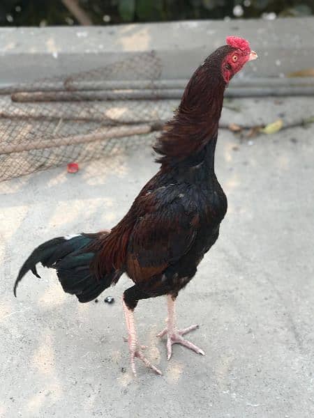 Red Aseel Breed 1 year patta 5