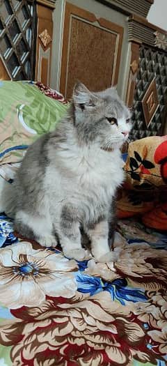 texido Persian cat