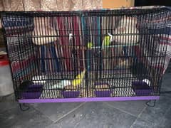 2 Pair Australian Parrots Breeder with Iorn Cage