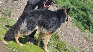 German shepherd dog for sale