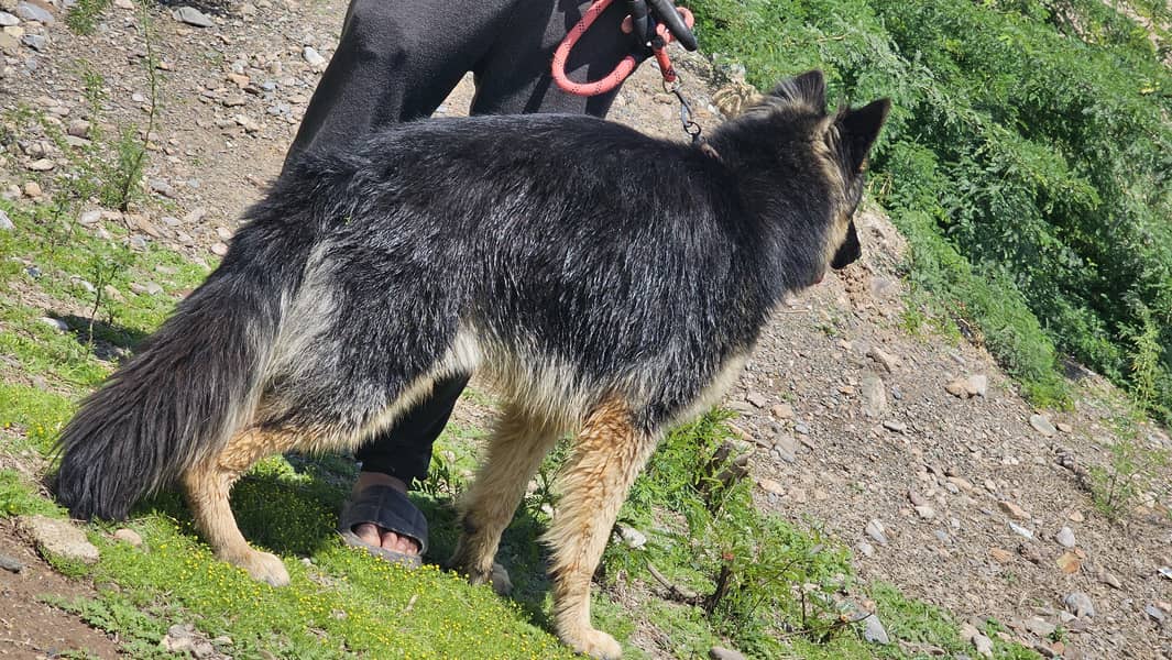 German shepherd dog for sale 0
