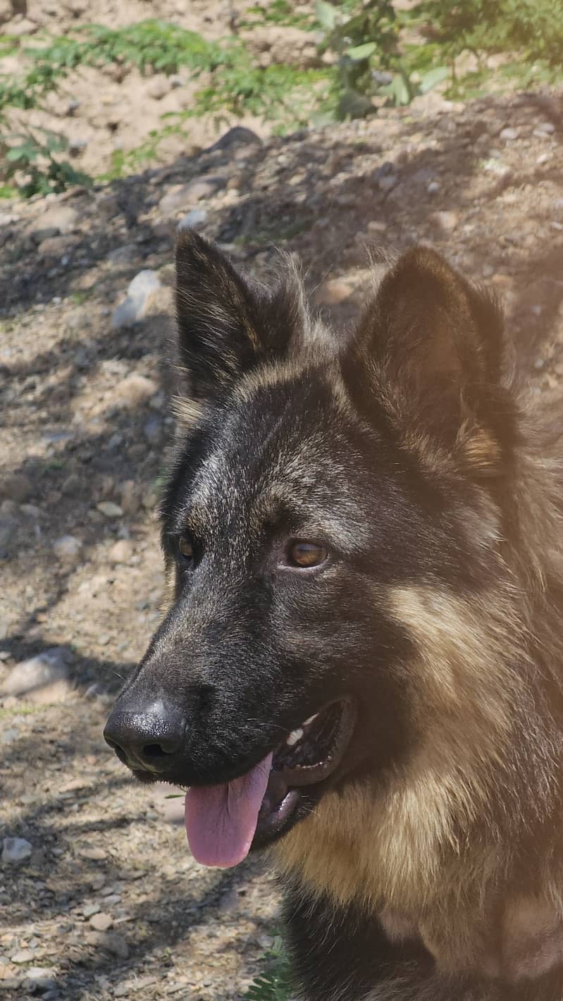German shepherd dog for sale 1