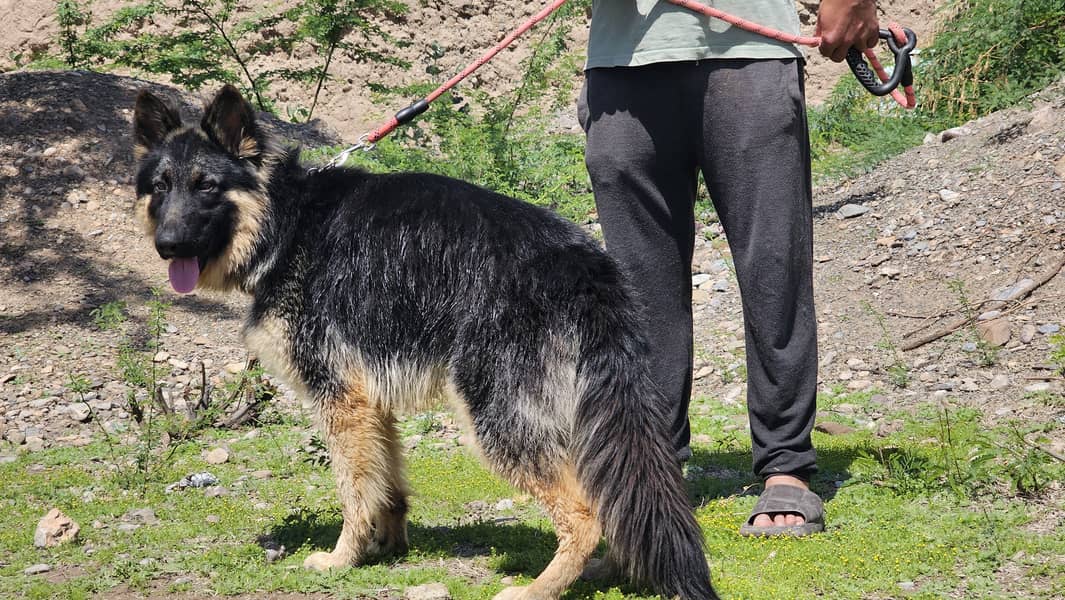 German shepherd dog for sale 3