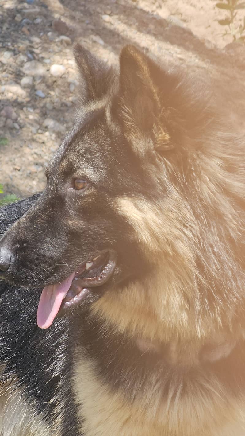 German shepherd dog for sale 6