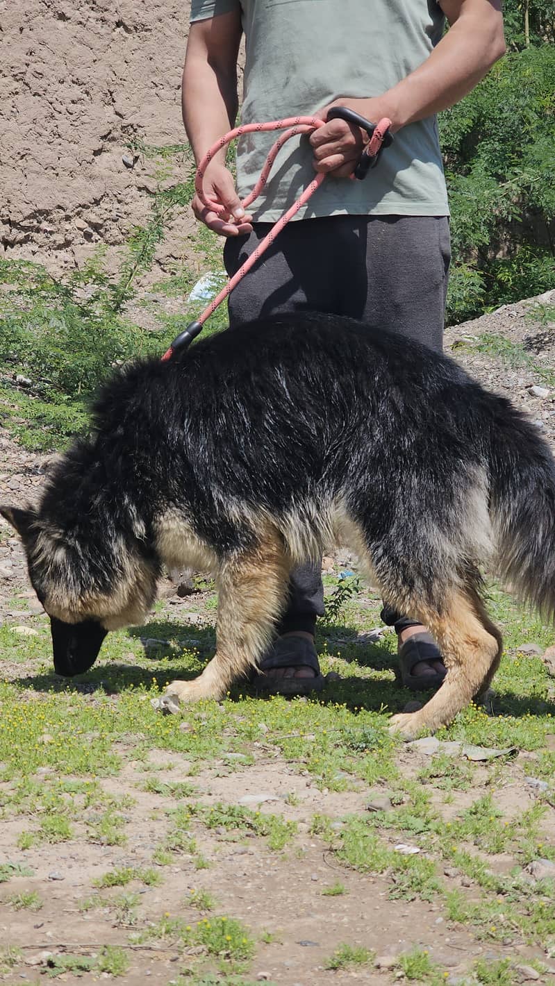 German shepherd dog for sale 7