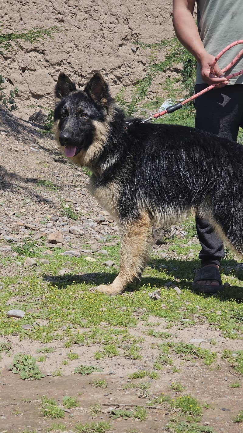 German shepherd dog for sale 9