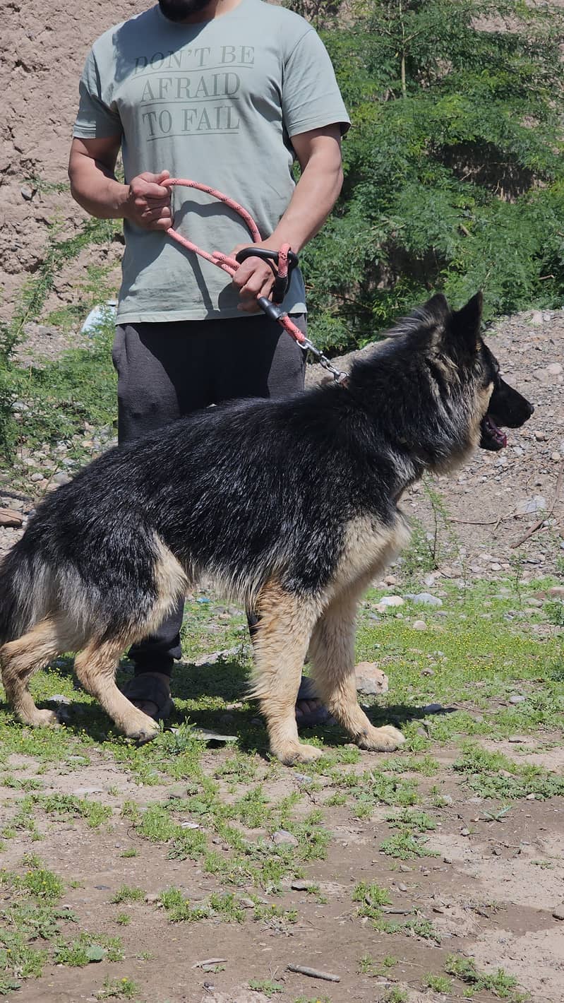 German shepherd dog for sale 11