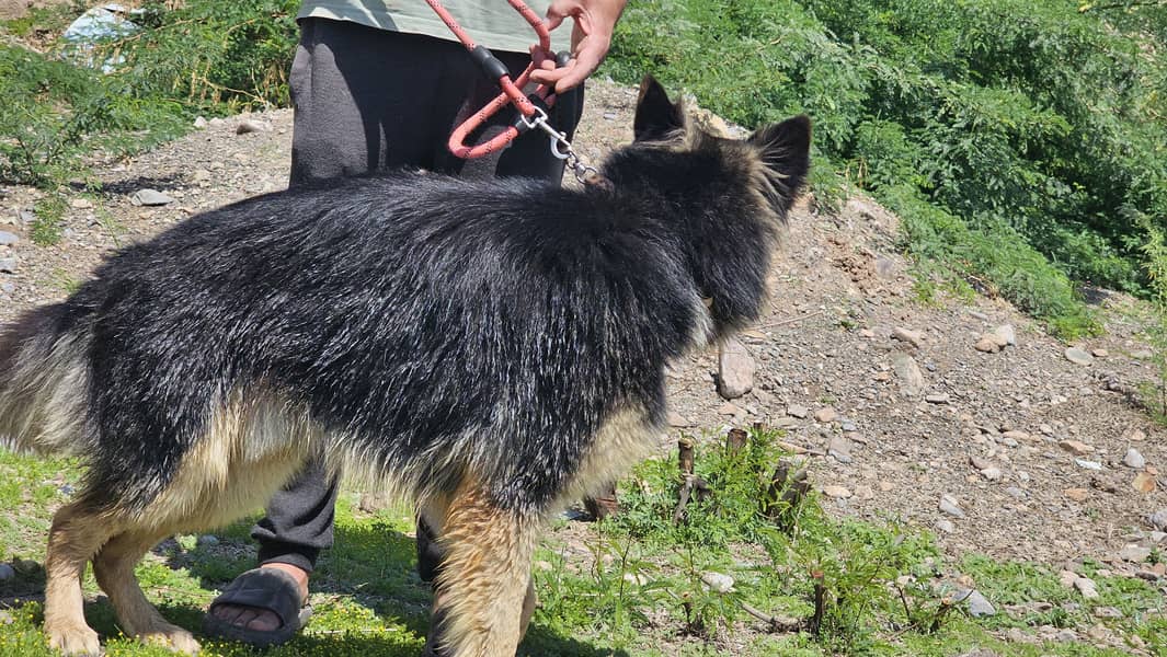 German shepherd dog for sale 12