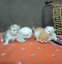 persian piki kittens
