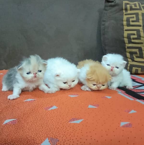 persian piki kittens 2