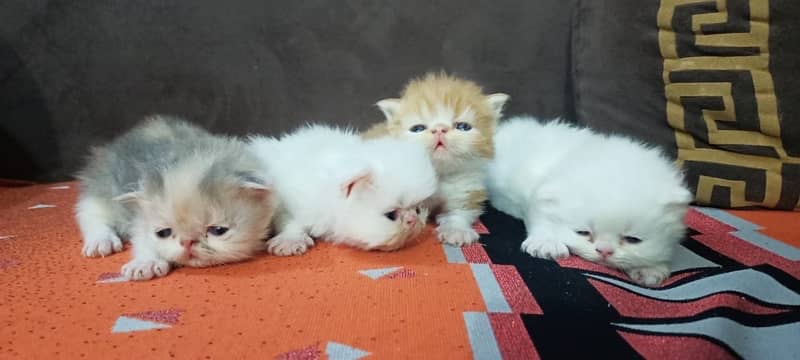 persian piki kittens 11