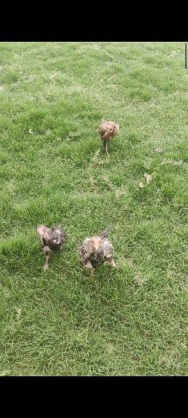 Mix Rampuri Aseel Breeder Pair For Sell 7