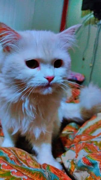 White cat 3