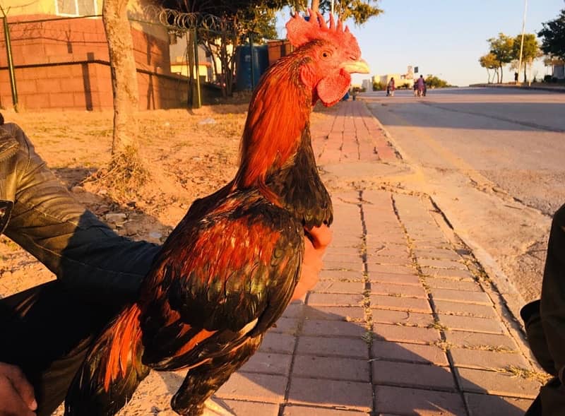 wild Rooster 1