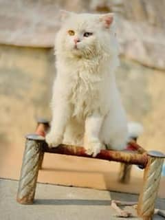Persian Adult odd eye male available for sale 0
