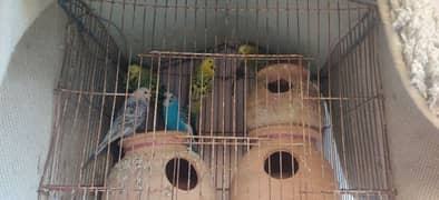 parrots with cage